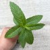 1 Plant Mint Spearmint Live Plant Edible Aromatic Herb Plant, Organic, Easy To Grow, Non-GMO, Perennial In Zones 5 to 11, Used In Teas & Other Beverages, Salads, Garnish, Jelly & Desserts MENTHA Spicata